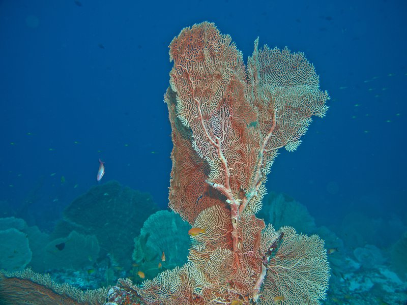 Coral, Batee Tokong